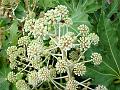2007-1027_1400_14,4_Fatsia